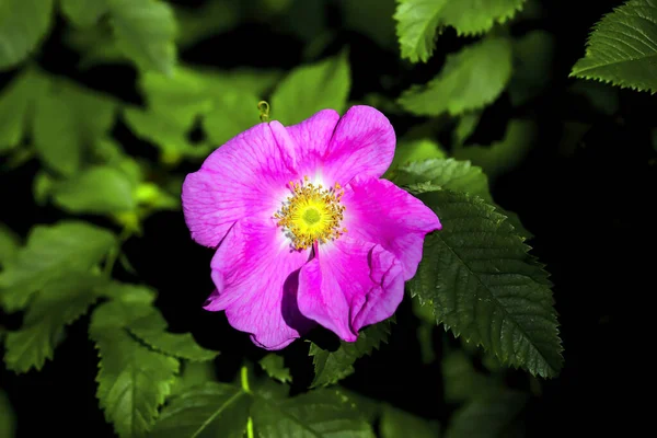 Rosa Colorido Flor Aberta Arbusto Rosa Rosa Final Primavera — Fotografia de Stock