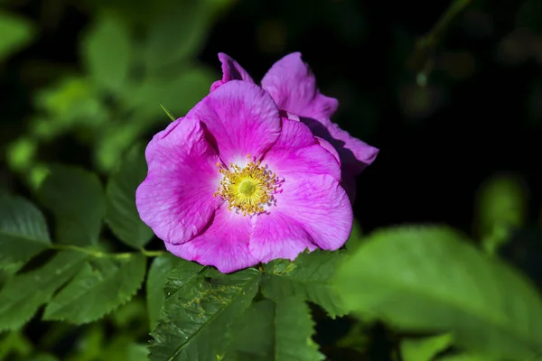 Bunte Rosa Offene Blüte Der Strauchrose Rosa Späten Frühling — Stockfoto