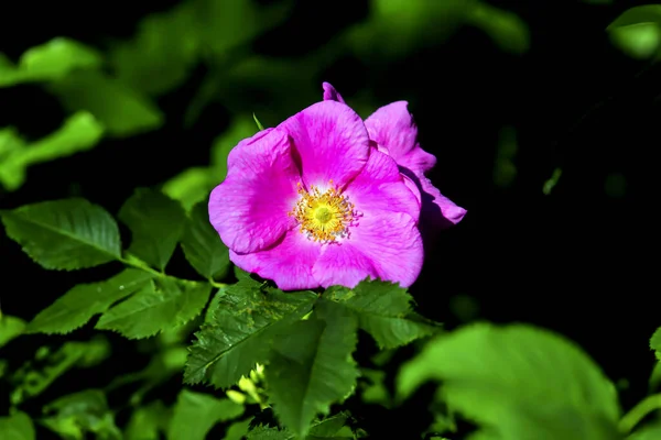 Rosa Colorido Flor Aberta Arbusto Rosa Rosa Final Primavera — Fotografia de Stock