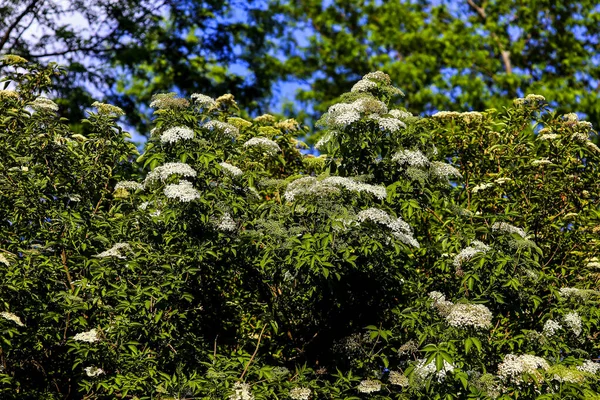 Yaşlı Çalısı Lkbaharın Sonlarında Düzinelerce Yaşlı Çileği Sambucus Çiçeği — Stok fotoğraf