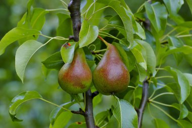 Armudun adı Harrow Sweet (Pyrus), ağaçtaki hasattan önce iki meyve