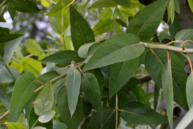 Yaz başında ağaçtaki ateş ağacının (okaliptüs) yeşil yaprakları / yaprakları