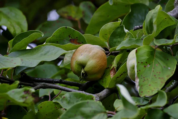 Bereczki Quitte Birnenquitte Cydonia Oblonga Baum Vor Der Ernte Frühsommer — Stockfoto