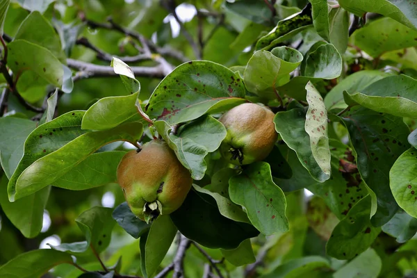 Bereczki Quince Marmelo Pêra Cydonia Oblonga Árvore Antes Colheita Início — Fotografia de Stock