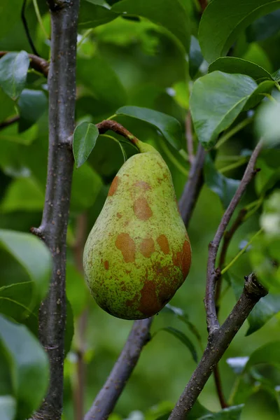 Armudun Adı Concorde Pyrus Ağaçta Hasat Edilmeden Önce Tam Olgunlaşmamış — Stok fotoğraf