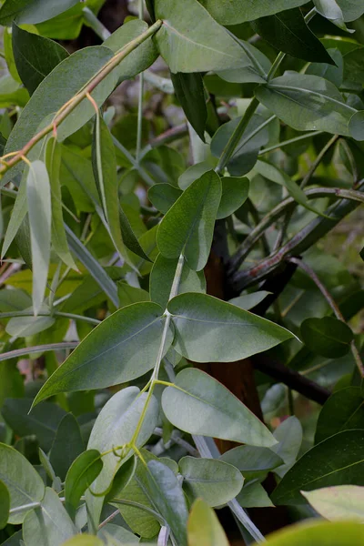 Green Leaf Leaves Fever Tree Eucalyptus Tree Early Summer — Stock Photo, Image