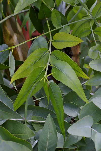 Green Leaf Leaves Fever Tree Eucalyptus Tree Early Summer — Stock Photo, Image