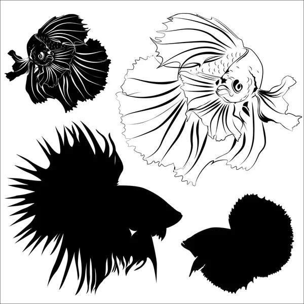 Vecteur de poissons de combat siamois — Image vectorielle