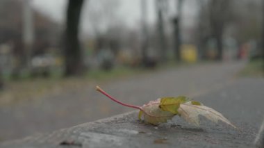 Hava tahmini, doğal fenomen, anomali, kış konsepti - bulutlu bir günde kar yağışı. İlk kar sarı akçaağaç yaprağına düşer ıslak ahşap park bankına uzanır ve erir. Kışın erken saatlerinde eriyip yağar.