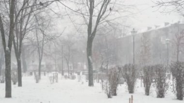 Hava tahmini, doğal fenomen, anormallik, kış konsepti - karlı ve karlı bir günde kar yağışı. Dışarıdaki park ormanındaki çıplak ağaçlara ilk kar yağar. Kışın erken saatlerinde eriyip yağar.