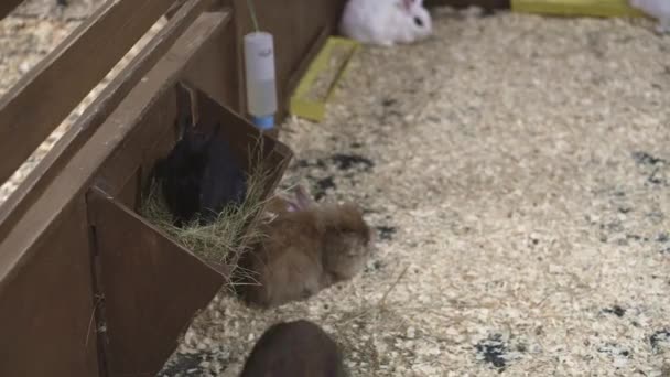 Små dekorativa kaniner sitter i aviariet. Social video om att hjälpa djur. sällskapsdjur, husdjur zoo, natur, ekologi, miljöskydd, röd lista, mänsklighet koncept — Stockvideo