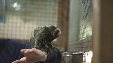 Marmoset Callithrix Jacchus Yeni Dünya maymunu. Brezilya 'nın kuzeydoğu kıyısında Piaui, Paraiba, Ceara, Rio Grande do Norte, Pernambuco, Alagoas ve Bahia eyaletlerinde yaşamaktadır..