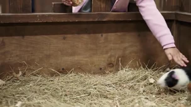 Het dier eet uit handen van een jonge vrouw met een klein kind. close-up meisje voeden huisdier Guinee varken in zoölogische tuin. Kinderboerderij. natuur, ecologie, milieubescherming, rode lijst, humanitair concept — Stockvideo