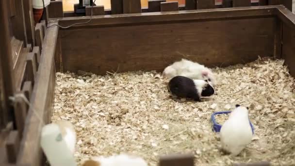 Animal come de mãos de mulher jovem com criança pequena. closeup menina alimentando animal de estimação porco da Guiné no jardim zoológico. Zoológico de animais. natureza, ecologia, proteção ambiental, lista vermelha, conceito de humanidade — Vídeo de Stock