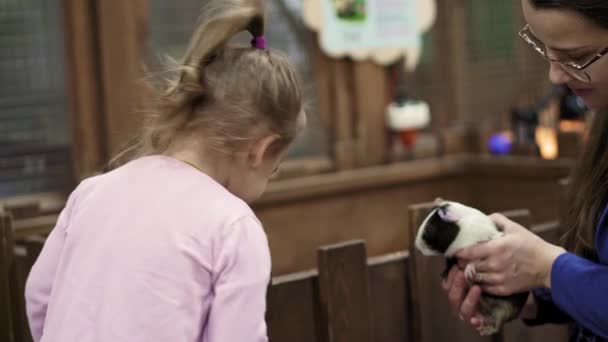 Djuret äter ur händerna på en ung kvinna med barn. närbild flicka utfodring husdjur marsvin i zoologisk trädgård. Petting zoo. natur, ekologi, miljöskydd, röd lista, mänsklighetens begrepp — Stockvideo