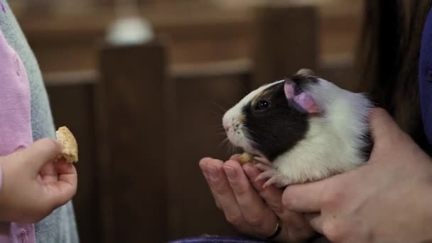 Het dier eet uit handen van een jonge vrouw met een klein kind. close-up meisje voeden huisdier Guinee varken in zoölogische tuin. Kinderboerderij. natuur, ecologie, milieubescherming, rode lijst, humanitair concept — Stockvideo