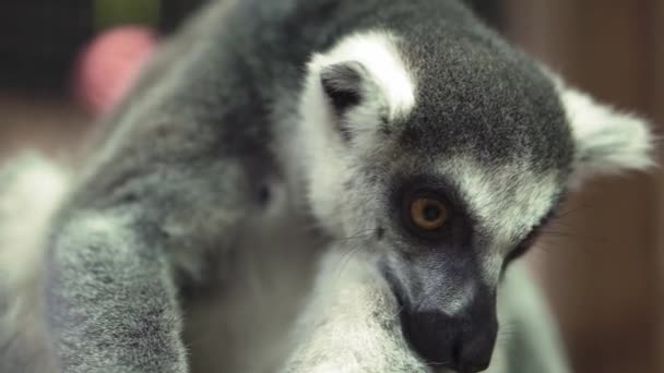 Närbild porträtt av söta roliga djur katta lemur apa tittar på kameran. Social video om att hjälpa djur. sällskapsdjur, husdjur zoo, natur, ekologi, miljöskydd, röd lista, mänsklighet koncept — Stockvideo