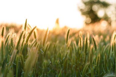 Günbatımı fotokopi uzayı üzerinde çim dikenleri olan birçok sapın yumuşak odaklı yakın çekimi. Parlak güneş ışığıyla yeşil yaz otlağı. Güneşli Bahar Arkaplanı. Doğa, ekoloji, tarım, vahşi yaşam konsepti