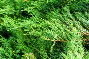 Parlak yeşil sedir ağacından bir dalın yumuşak odak noktası. Yoğun çam ya da haydut dallarından. Tatil, seyahat, inşa kavramı.