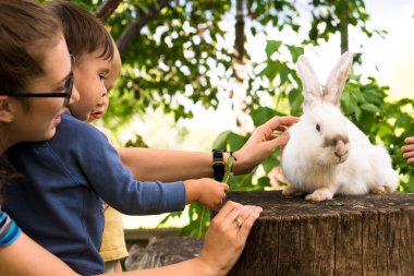 Küçük çocuklar yazın bahçede ağaç kütüğünde oturan büyük beyaz bir tavşanı besler. Yabani çayırlarda tavşan kemirir ve ilkbahar ya da yaz aylarında ot yer. Hayvan, çevre koruma. Paskalya konsepti