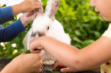 Küçük çocuklar yazın bahçede ağaç kütüğünde oturan büyük beyaz bir tavşanı besler. Yabani çayırlarda tavşan kemirir ve ilkbahar ya da yaz aylarında ot yer. Hayvan, çevre koruma. Paskalya konsepti