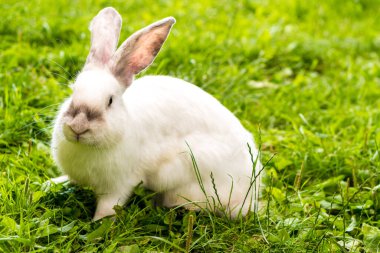 Yetişkin, korkmuş beyaz tavşan kameraya bakar ve yeşil çimlerin arkasında oturur. Yabani çayırlarda tavşan kemirir ve ilkbahar ya da yaz aylarında ot yer. Hayvan, çevre koruma. Paskalya konsepti