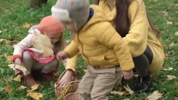 Copilăria, familia, maternitatea, conceptul de toamnă - copii mici de 2-4 ani băiat și fată cu mama drăguță tânără colectează frunze de arțar galbene căzute din iarbă verde în coș de răchită în parc în vreme tulbure — Videoclip de stoc