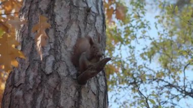 a small red-haired thin squirrel crawls on a tree sits on a bitch and eats a nut in a forest or park in autumn. Nature, animals, wildlife concept