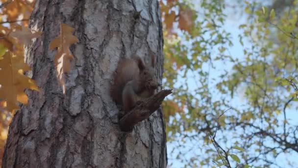 Ein kleines rothaariges, dünnes Eichhörnchen krabbelt auf einem Baum, sitzt auf einer Hündin und frisst im Herbst eine Nuss in einem Wald oder Park. Natur, Tiere, Wildtierkonzept — Stockvideo