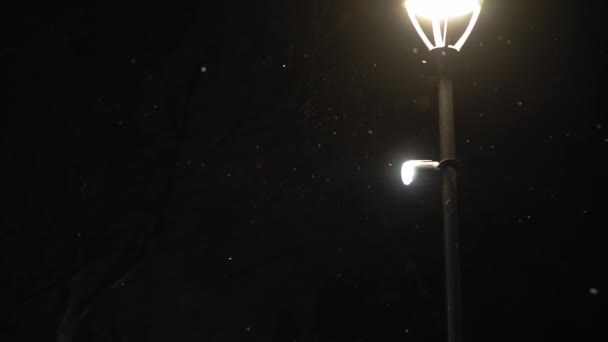 Hujan salju yang menakjubkan terjadi di taman kota malam dengan latar lentera terang pada awal musim dingin. Cityscape di malam hari. Meteorologi, Cuaca, Fenomena Alam, Selamat Natal dan Selamat Tahun Baru Konsep — Stok Video