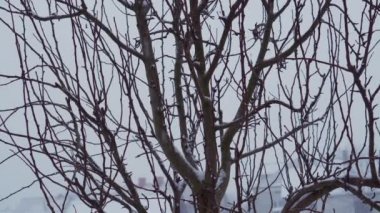 Kar, yapraksız ağaç dallarına yavaş çekimde düşüyor. Kış Noel sezonu geçmişi