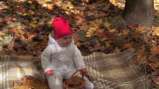 Autentisk liten söt glad knubbig kaukasisk spädbarn flicka 6-8 månader i röd hatt sitter på rutig i fallna yelow blad i höstparken eller skogen. Barn på hösten. Natur, årstid, Barndom koncept — Stockvideo