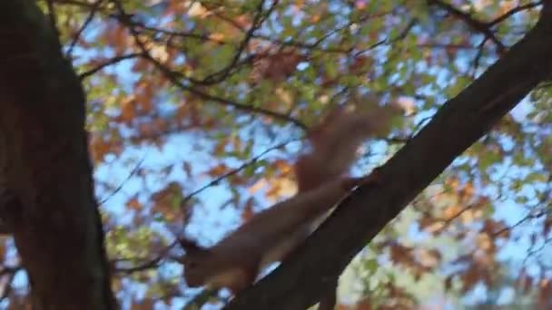 A small red-haired thin squirrel crawls on a tree sits on a bitch and eats a nut in a forest or park in autumn. Nature, animals, wildlife concept — Stock video