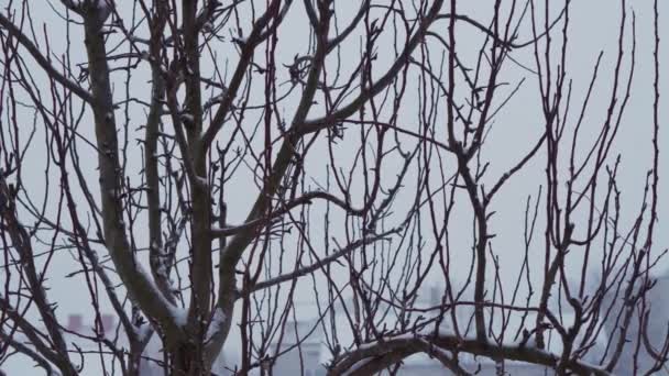 Nieve cayendo sobre ramas de árboles sin hojas en cámara lenta. invierno Navidad temporada fondo — Vídeo de stock