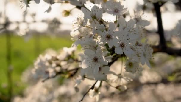 Wiśniowe drzewo kwitnie w wiosennym ogrodzie. Zachód słońca miękkie lekkie i białe kwiaty na gałęziach. koncepcja charakteru, tła i czcionek — Wideo stockowe