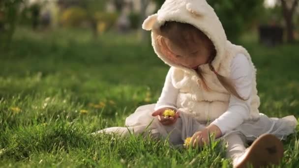 Kleines Kleinkind-Vorschulmädchen im Kleid sammelt gelbe Löwenzahnblüten, die auf grünem Gras im Frühlingspark sitzen. Glückliche hübsche Kind spielen Spaß haben bei Sonnenuntergang. Kindheit Freizeit draußen im Freien — Stockvideo