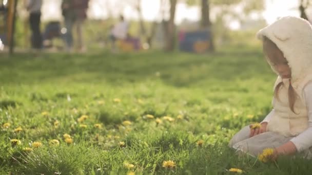 Little Toddler preescolar Chica en vestido Recoge flores de diente de león amarillo sentado en la hierba verde en el parque de primavera. Feliz niña bonita jugando a divertirse al atardecer. Infancia Tiempo libre al aire libre — Vídeo de stock