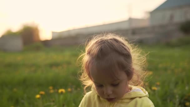 Auténtica linda niña preescolar en gris amarillo recoger flores de diente de león en el parque en la hierba al atardecer de primavera. niño en la naturaleza durante la salida del sol. Infancia, paternidad, familia, concepto de estilo de vida — Vídeo de stock