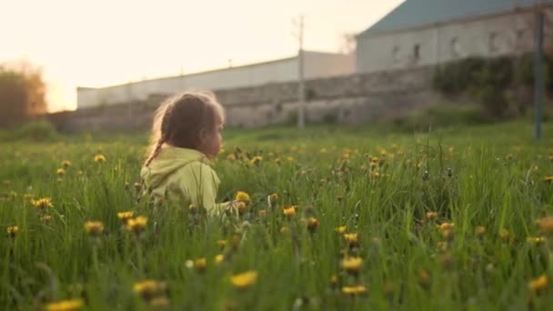 Auténtica linda niña preescolar en gris amarillo recoger flores de diente de león en el parque en la hierba al atardecer de primavera. niño en la naturaleza durante la salida del sol. Infancia, paternidad, familia, concepto de estilo de vida — Vídeo de stock