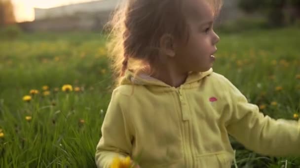 Auténtica linda niña preescolar en gris amarillo recoger flores de diente de león en el parque en la hierba al atardecer de primavera. niño en la naturaleza durante la salida del sol. Infancia, paternidad, familia, concepto de estilo de vida — Vídeo de stock