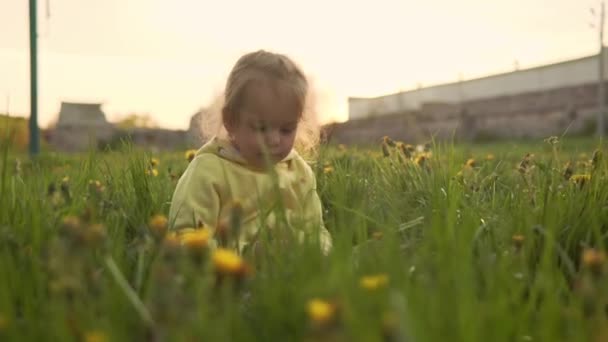 Authentische niedliche kleine Vorschulmädchen in gelb-grau sammeln Löwenzahnblüten im Park auf Gras bei Frühlingssonnenuntergang. Kind in der Natur während des Sonnenaufgangs. Kindheit, Elternschaft, Familie, Lebensstil-Konzept — Stockvideo
