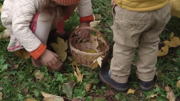 Infancia, familia, maternidad, concepto de otoño - niños pequeños 2-4 años de edad, niño y niña con mamá linda joven recoger hojas de arce amarillo caído de la hierba verde en la cesta de mimbre en el parque en tiempo nublado — Vídeos de Stock