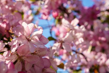 Gün batımı fotokopi uzayındaki ağaçta çiçek açan pembe elma buketinin yumuşak odaklı görüntüsü. Parlak güneş ışığıyla yeşil yaz otlağı. Güneşli Bahar Arkaplanı. Doğa, ekoloji, tarım, vahşi yaşam konsepti