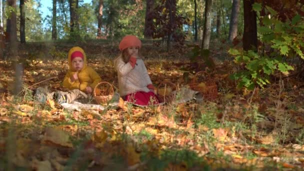 Aito pieni söpö valkoihoinen esikoulu sisarukset lapset tyttö ja poika syövät ruudullinen pudonnut keltaiset lehdet syksyllä puistossa tai metsässä. Poika on viettänyt aikaa syksyllä. Luonto, Kausi, Lapsuuden käsite — kuvapankkivideo