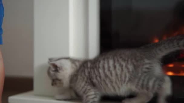 Baby spelen met kat. tomcat op tapijt in de buurt van brandende open haard thuis comfort. gestreept kitten spelen met bal van draad. Kitty loopt naar de camera te kijken. gelukkig schattig huisdier, kindertijd, wild natuur concept — Stockvideo