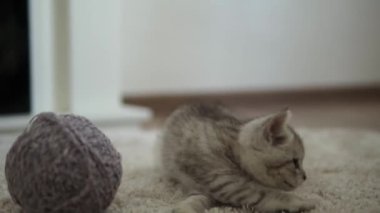 Bebek kediyle oynuyor. Erkek kedi halının üstünde, şöminenin yanında, konforunda. Çizgili kedi yavrusu iplik yumağıyla oynuyor. Kitty kameraya bakarak koş. Mutlu sevimli hayvan, çocukluk, vahşi doğa konsepti