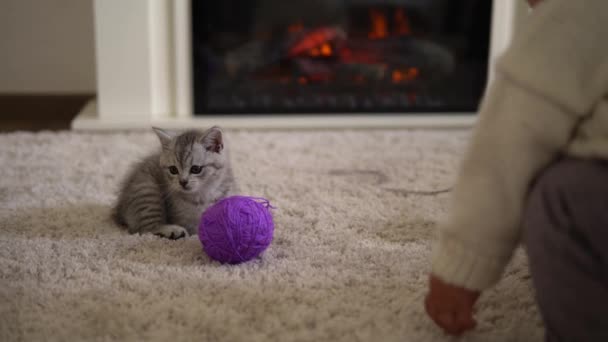 Barnet leker med katten. tomcat på matta nära brinnande öppen spis hemma komfort. randig kattunge leka med boll av tråd. Kitty springer och tittar på kameran. lycklig bedårande husdjur, barndom, vild natur koncept — Stockvideo