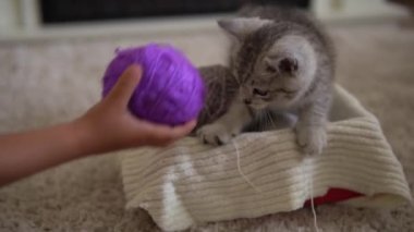 Bebek kediyle oynuyor. Erkek kedi halının üstünde, şöminenin yanında, konforunda. Çizgili kedi yavrusu iplik yumağıyla oynuyor. Kitty kameraya bakarak koş. Mutlu sevimli hayvan, çocukluk, vahşi doğa konsepti