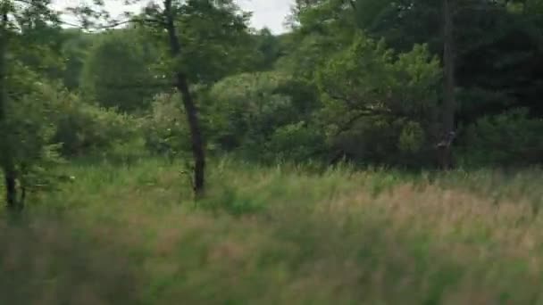 Vista dalla finestra del treno ad alta velocità sul paesaggio di bella natura campo selvaggio e foresta la sera nuvoloso tramonto cielo crepuscolo in sfondo estate. Trasporto, viaggi, ferrovia, concetto di comunicazione — Video Stock