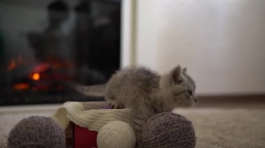 İnsan eli kediyle oynuyor. Erkek kedi halının üzerinde, yanan şöminenin yanında. Çizgili kedi yavrusu iplik yumağıyla oynuyor. Kitty kameraya bakarak koş. Mutlu sevimli hayvanlar, çocukluk, vahşi doğa konsepti